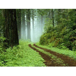         Woodland Scenery - John Belenos
    