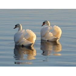         Corale - Marco Pütz
    