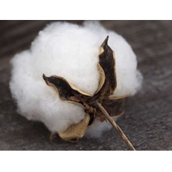         King Cotton - John Philip Sousa / Arr. Willy Hautvast
    