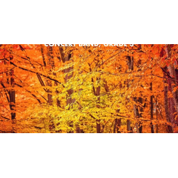         Autumn Light - Randall D. Standridge
    